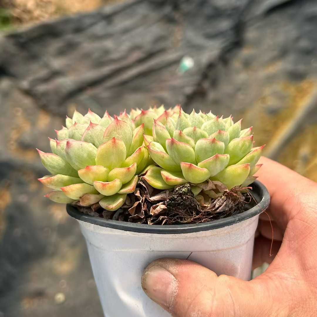 多肉植物　サブリム　◇抜き苗◇ 多肉植物 サーモン 抜き苗