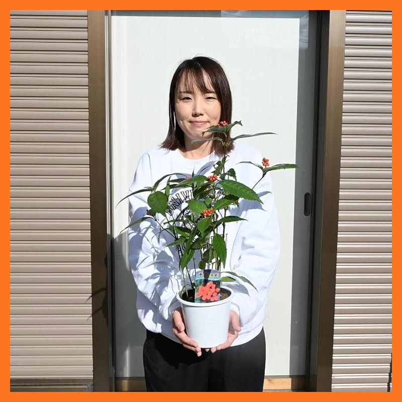 【新品】 センリョウ正月飾り千両苗 1鉢5号サイズ 鉢植え地植え苗 赤実せんりょう苗木 実物植木 0
