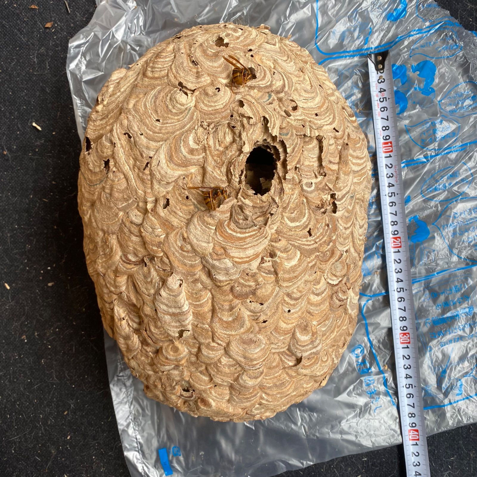 天然 スズメバチの巣 本体 標本 インテリア 自然素材 2025. 初旬採取