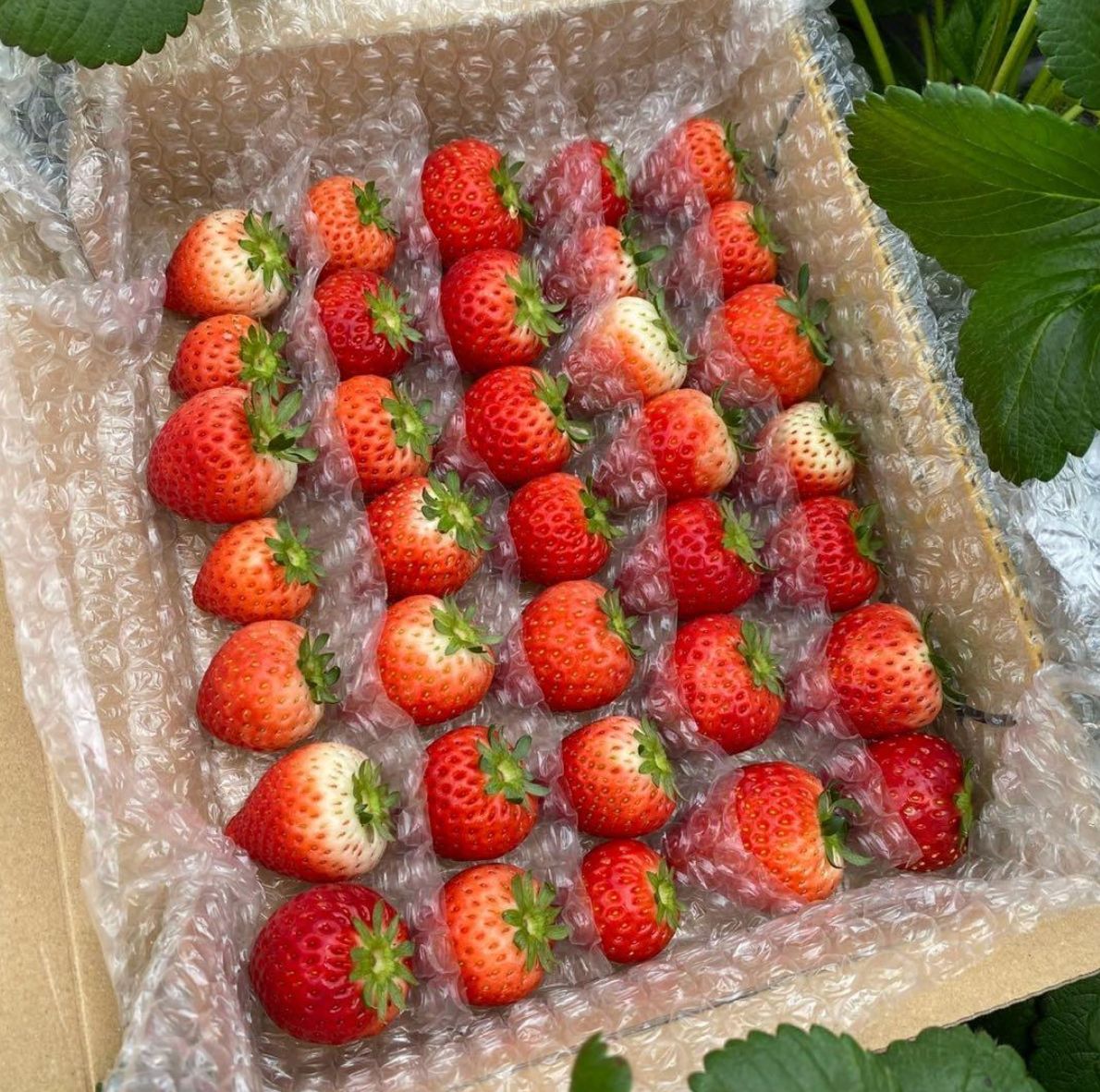 2箱/1.44kg】とちあいか A級品 栃木県産 減農薬いちご - メルカリ