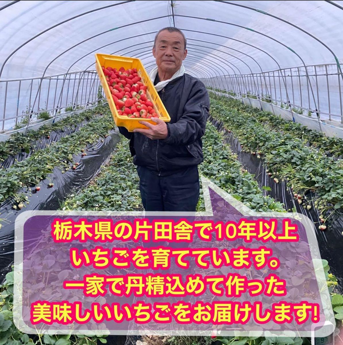 A級品 とちあいか【3箱/2.16kg】いちご 減農薬 栃木県産 苺 果物 朝
