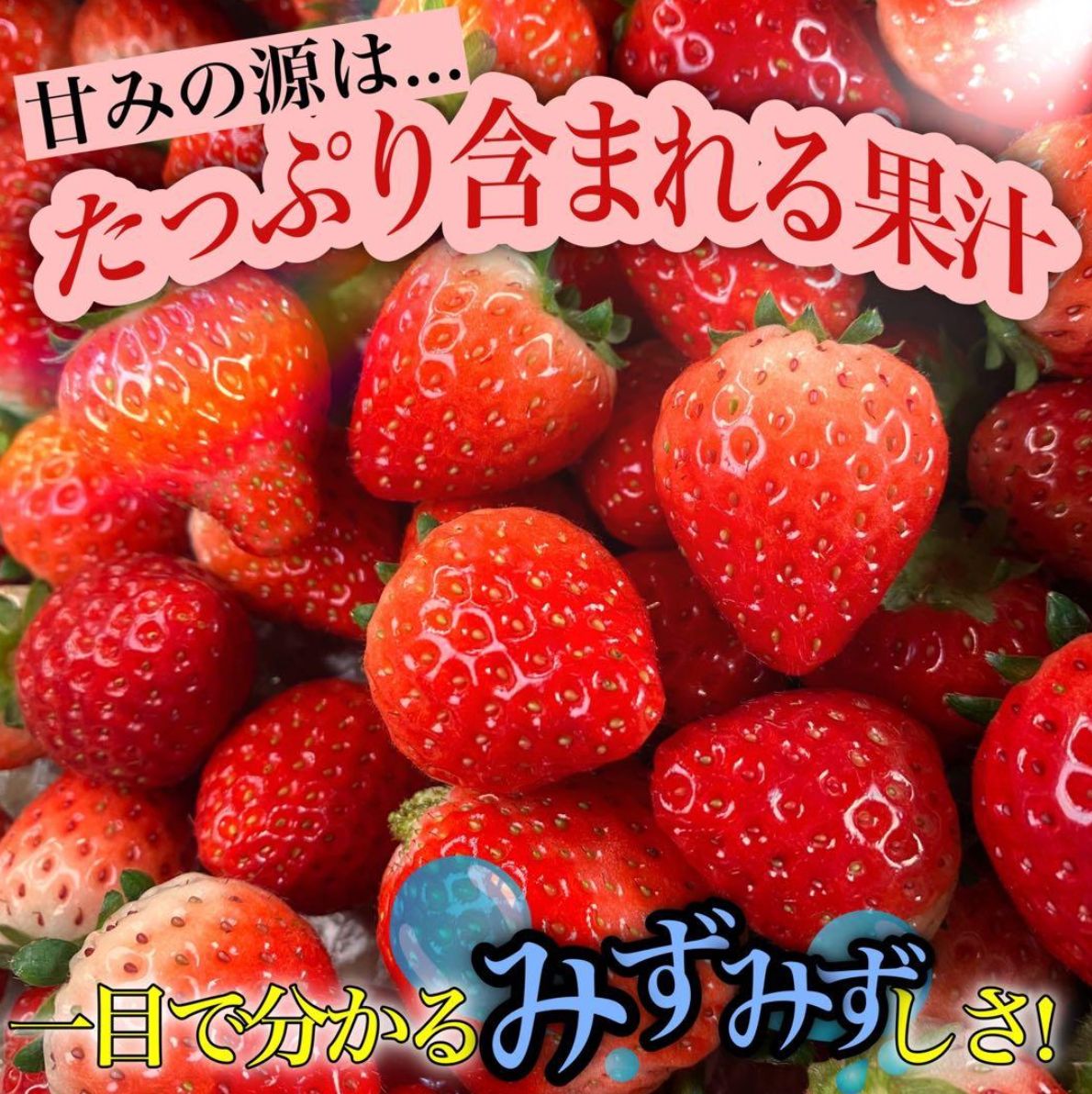 A級品 とちあいか【3箱/2.16kg】いちご 減農薬 栃木県産 苺 果物 朝