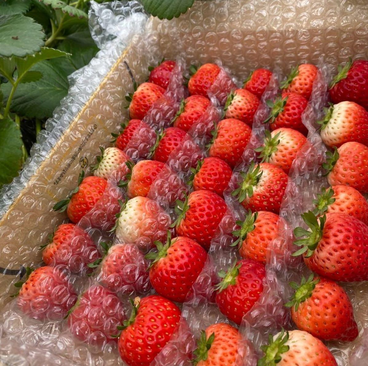 A級品 とちあいか【3箱/2.16kg】いちご 減農薬 栃木県産