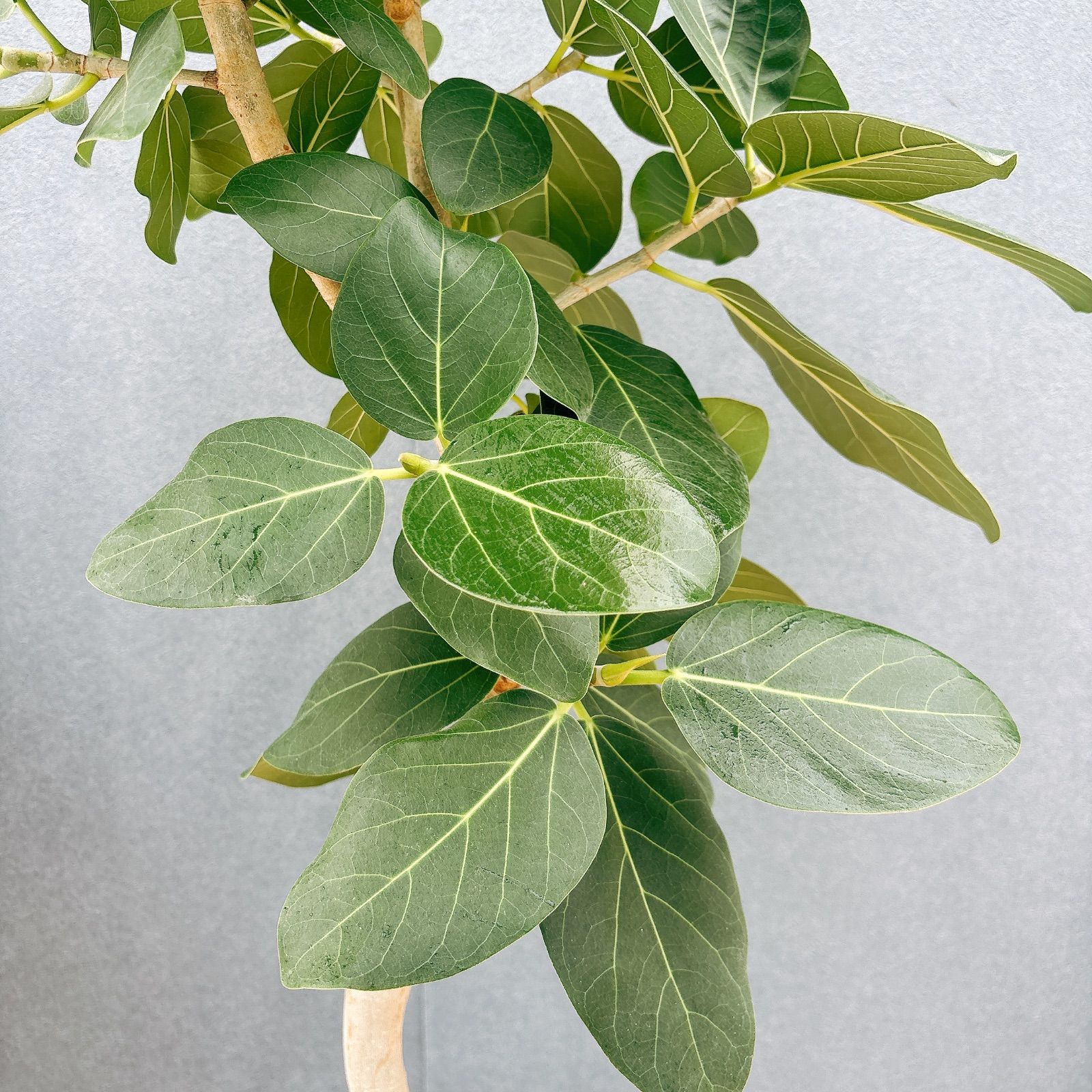 現品］41番 フィカス ベンガレンシス 曲がり 8号 観葉植物 室内 大型