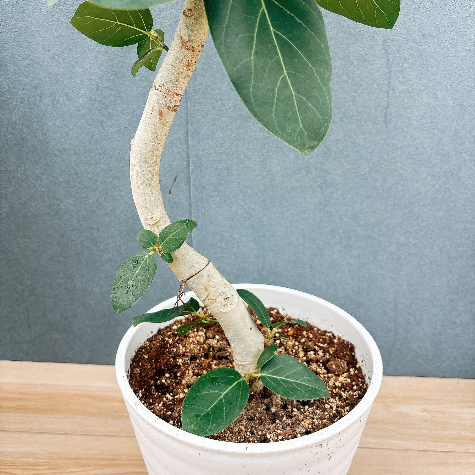 現品］41番 フィカス ベンガレンシス 曲がり 8号 観葉植物 室内 大型