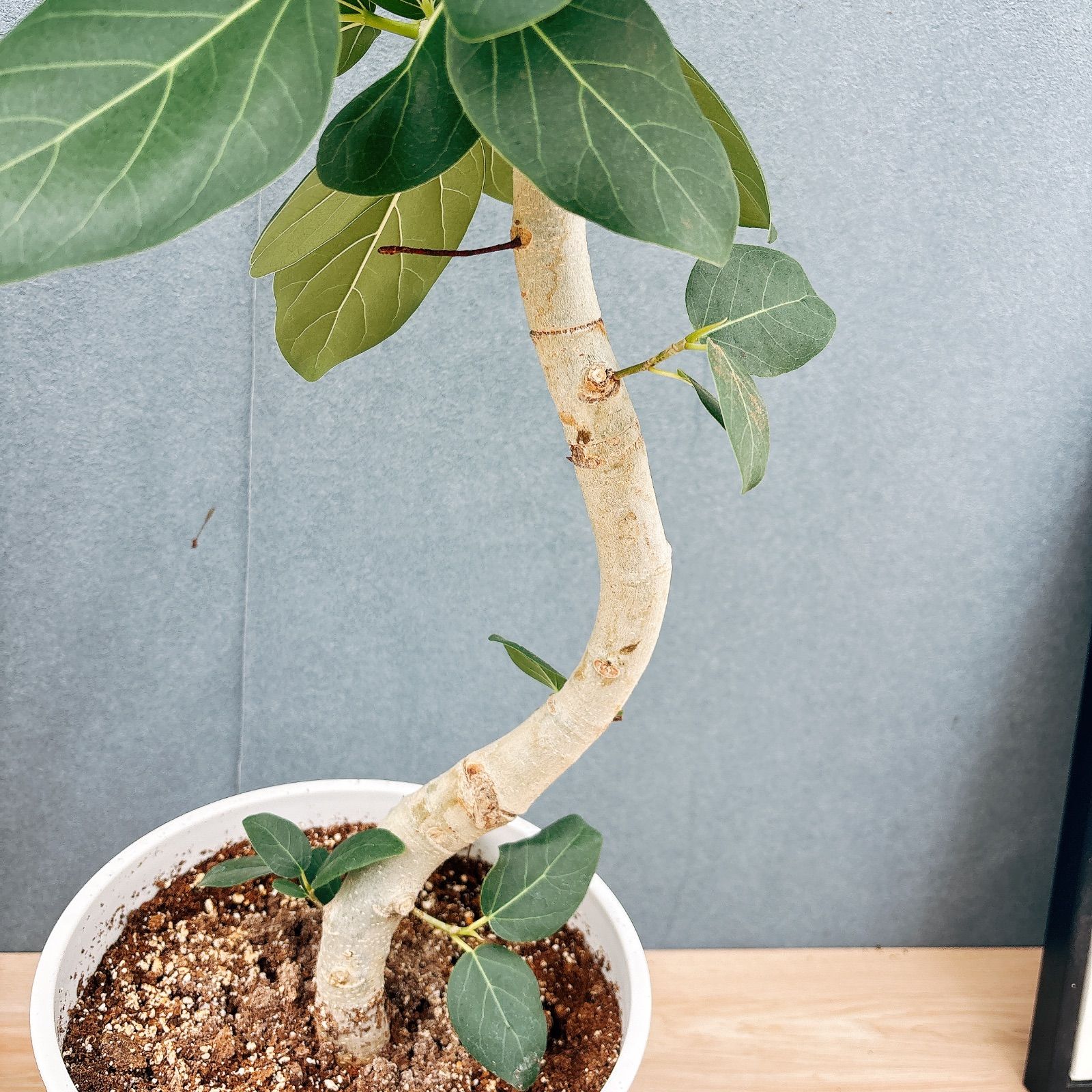 現品］41番 フィカス ベンガレンシス 曲がり 8号 観葉植物 室内 大型