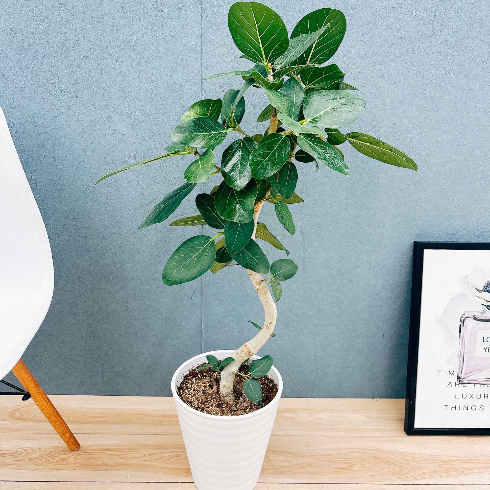 ［現品］3番　フィカス　ベンガレンシス　曲がり　8号　観葉植物　室内　大型 現品］41番 フィカス ベンガレンシス 曲がり 8号 観葉植物 室内 大型