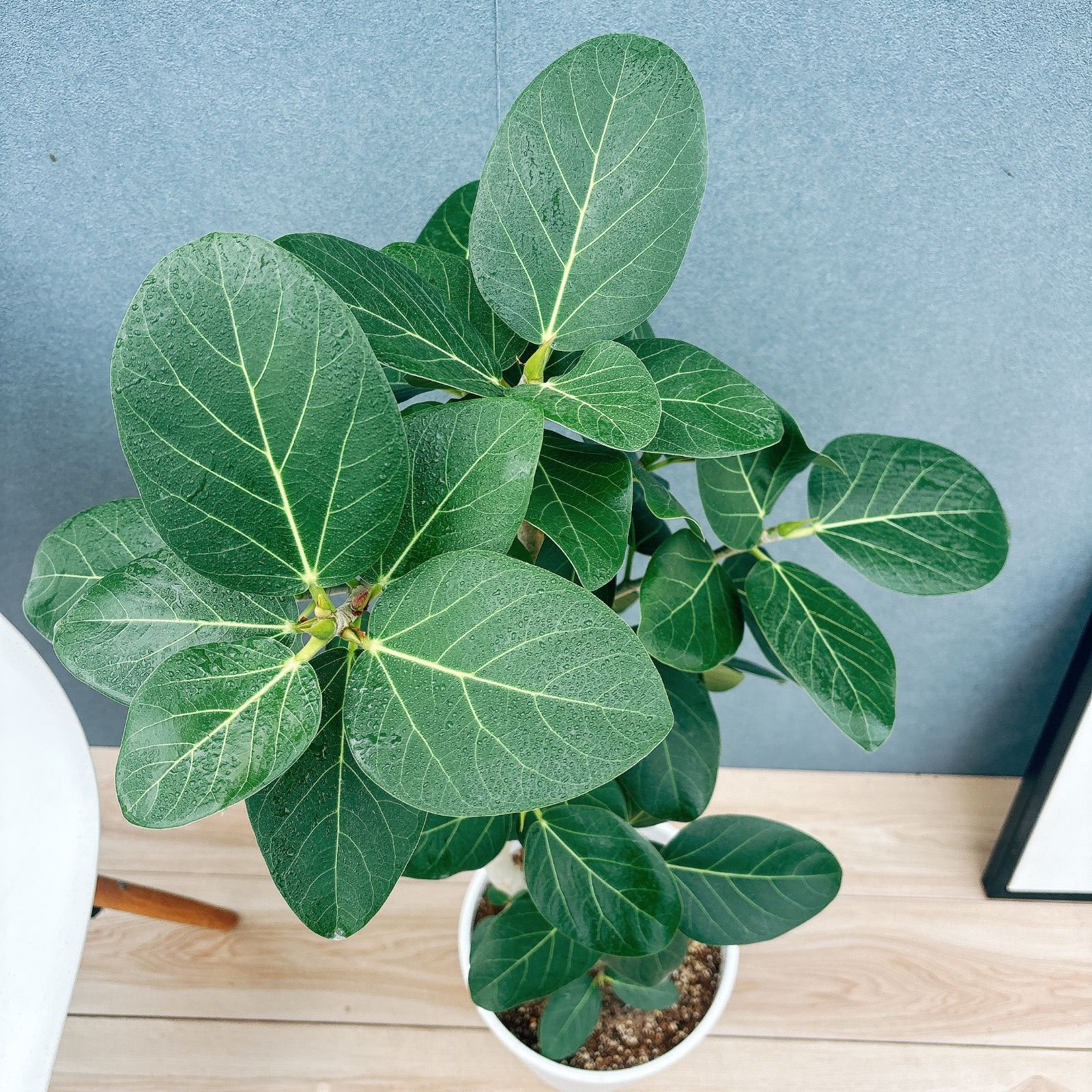 現品］41番 フィカス ベンガレンシス 曲がり 8号 観葉植物 室内 大型