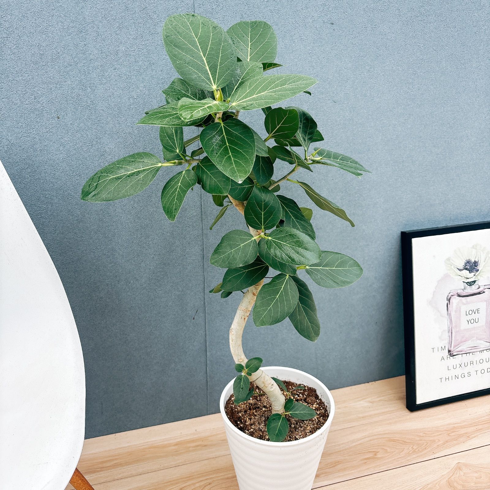 現品］41番 フィカス ベンガレンシス 曲がり 8号 観葉植物 室内 大型