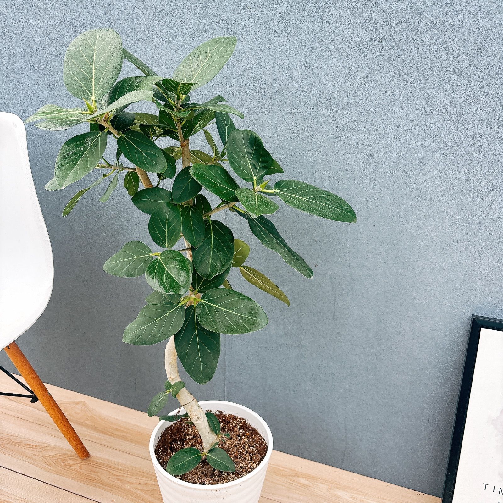 現品］41番 フィカス ベンガレンシス 曲がり 8号 観葉植物 室内 大型