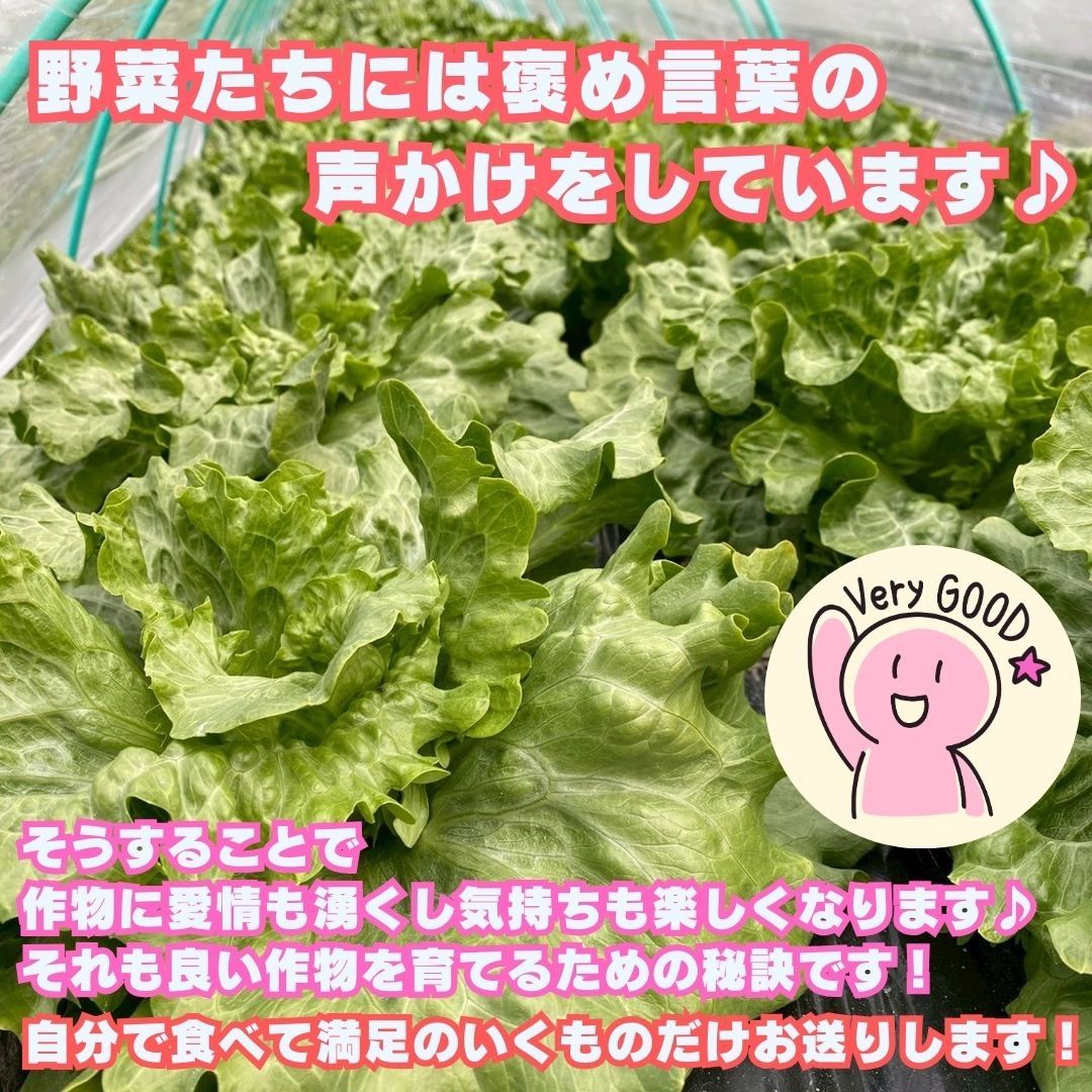 淡路島 野菜セット Lサイズ 季節の野菜11〜13種類入り 100サイズ