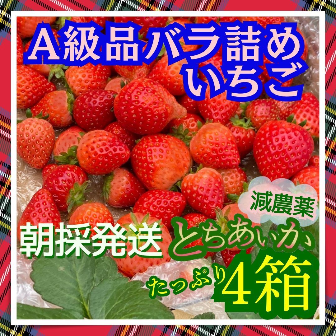 A級品 いちご 栃木 とちあいか 減農薬 A級品 とちあいか 6.52kg 減農薬 栃木県産いちご - メルカリ