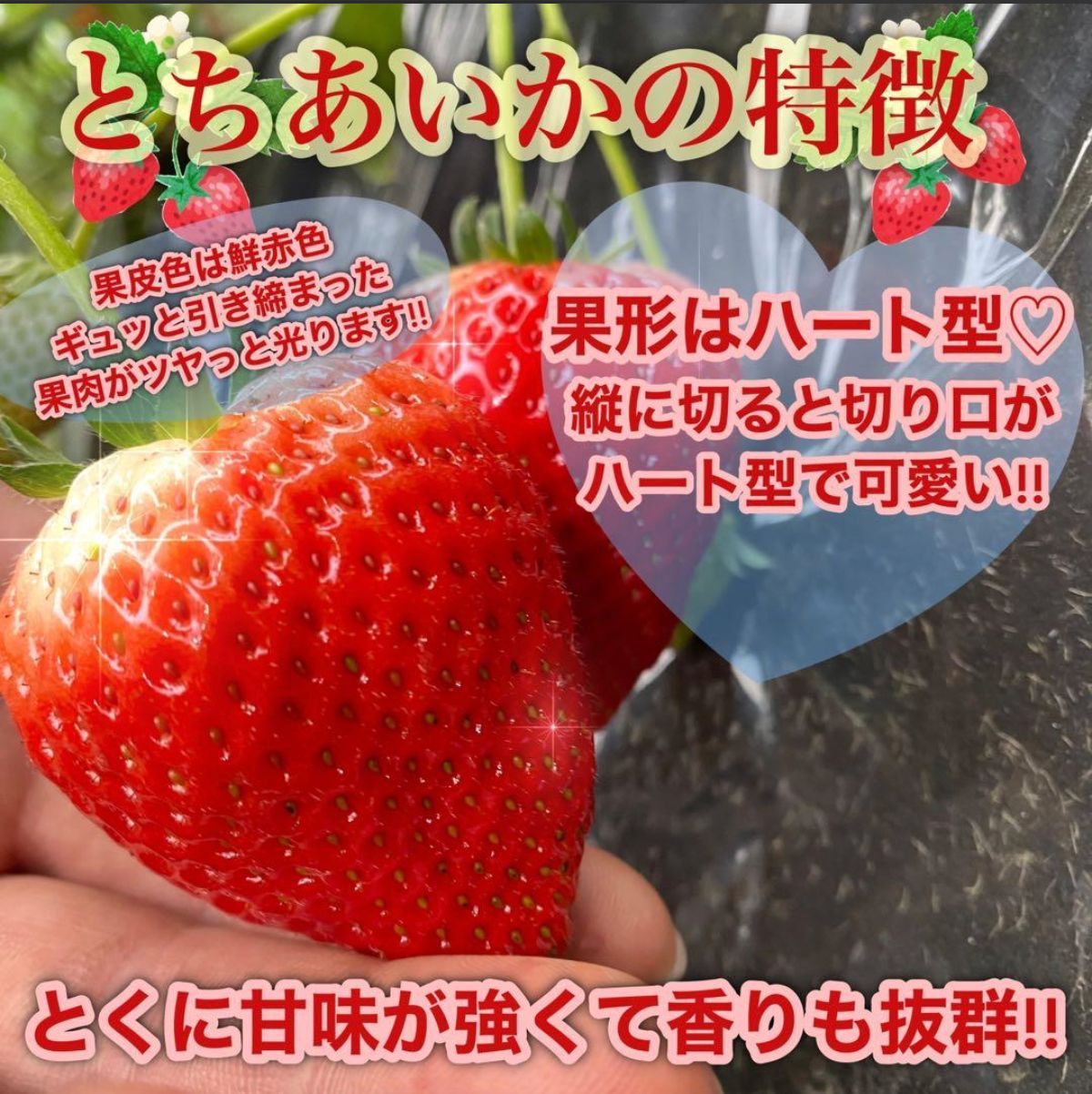 A品　朝採れ　新鮮　いちご　とちあいか　減農薬　モリンガ　カカオ　2箱 A品 朝採れ 新鮮 いちご とちあいか 減農薬 モリンガ カカオ｜Yahoo