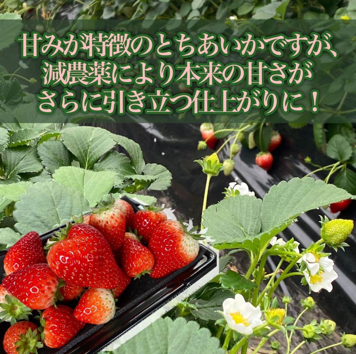 A級品 いちご 栃木 とちあいか 減農薬 A級品 とちあいか 6.52kg 減農薬 栃木県産いちご - メルカリ