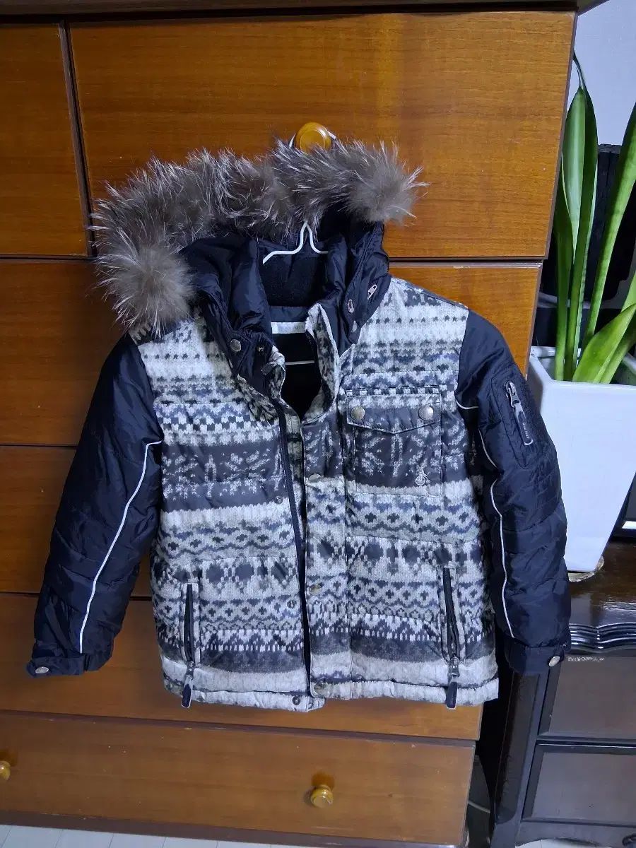 り*う様 エキノドルス ホレマニーオレンジ