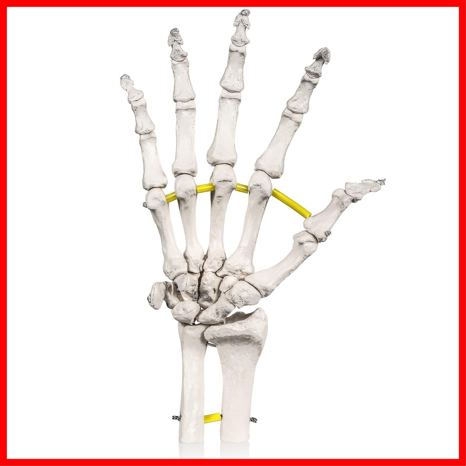 商品 右手 骨格標本 PT監修 骨模型 等身大 人体模型 ビヨーンと伸縮コードで自由自在に動かせる手関節模型 KIYOMARU