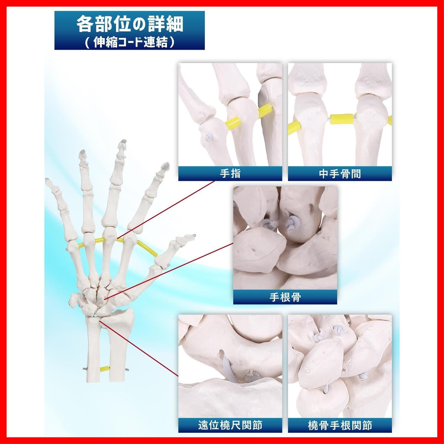 商品 右手 骨格標本 PT監修 骨模型 等身大 人体模型 ビヨーンと伸縮コードで自由自在に動かせる手関節模型 KIYOMARU