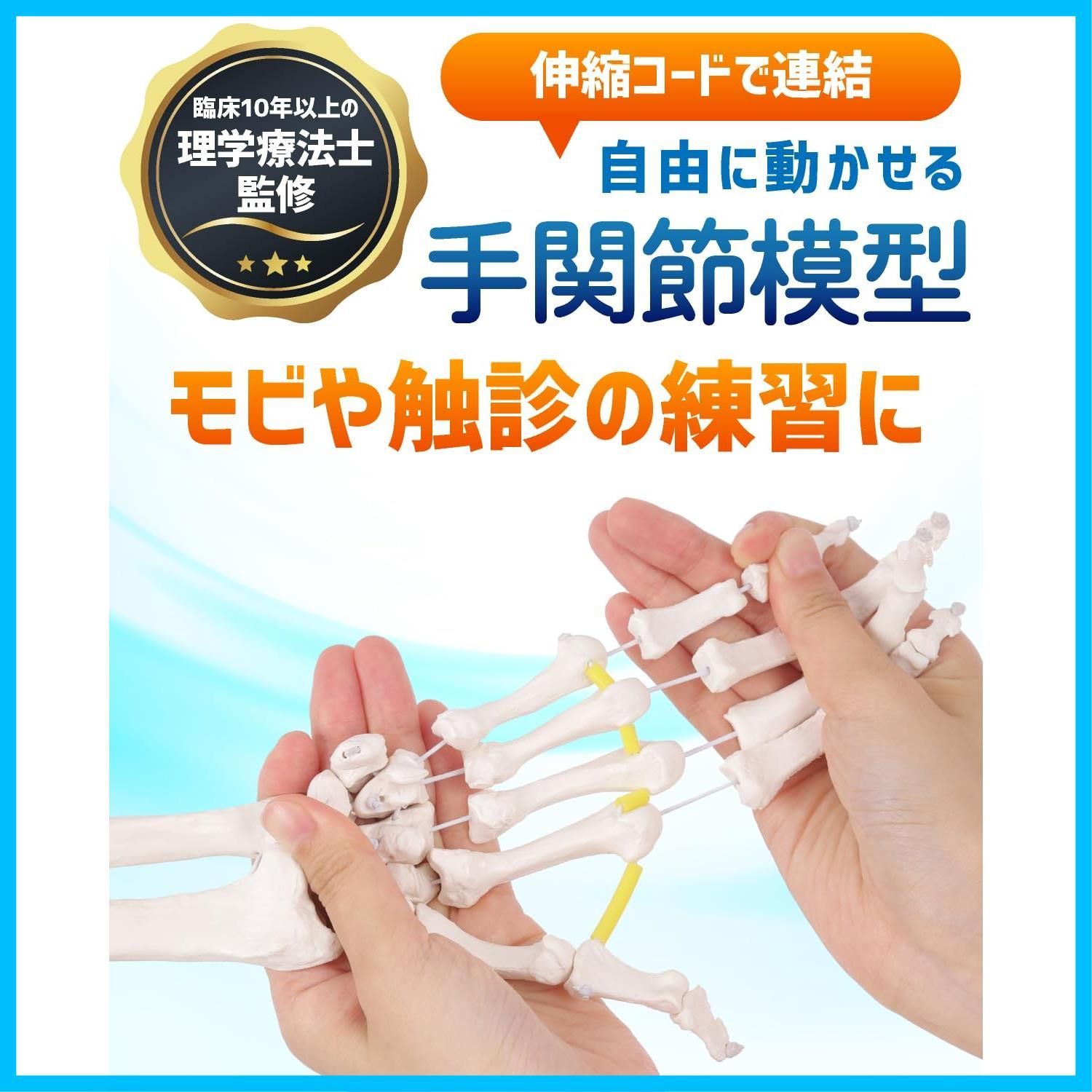  商品 右手 骨格標本 PT監修 骨模型 等身大 人体模型 ビヨーンと伸縮コードで自由自在に動かせる手関節模型 KIYOMARU その他 文房具 事務用品