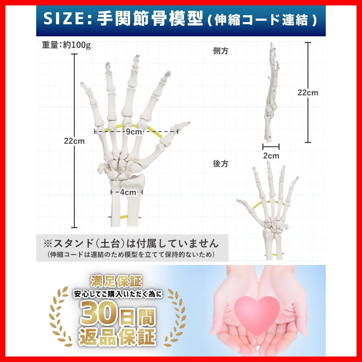 骨格標本 PT監修