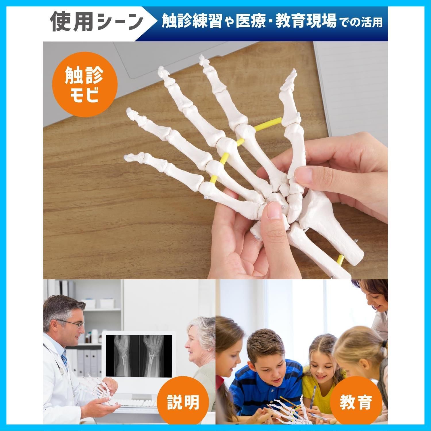 骨格標本 PT監修