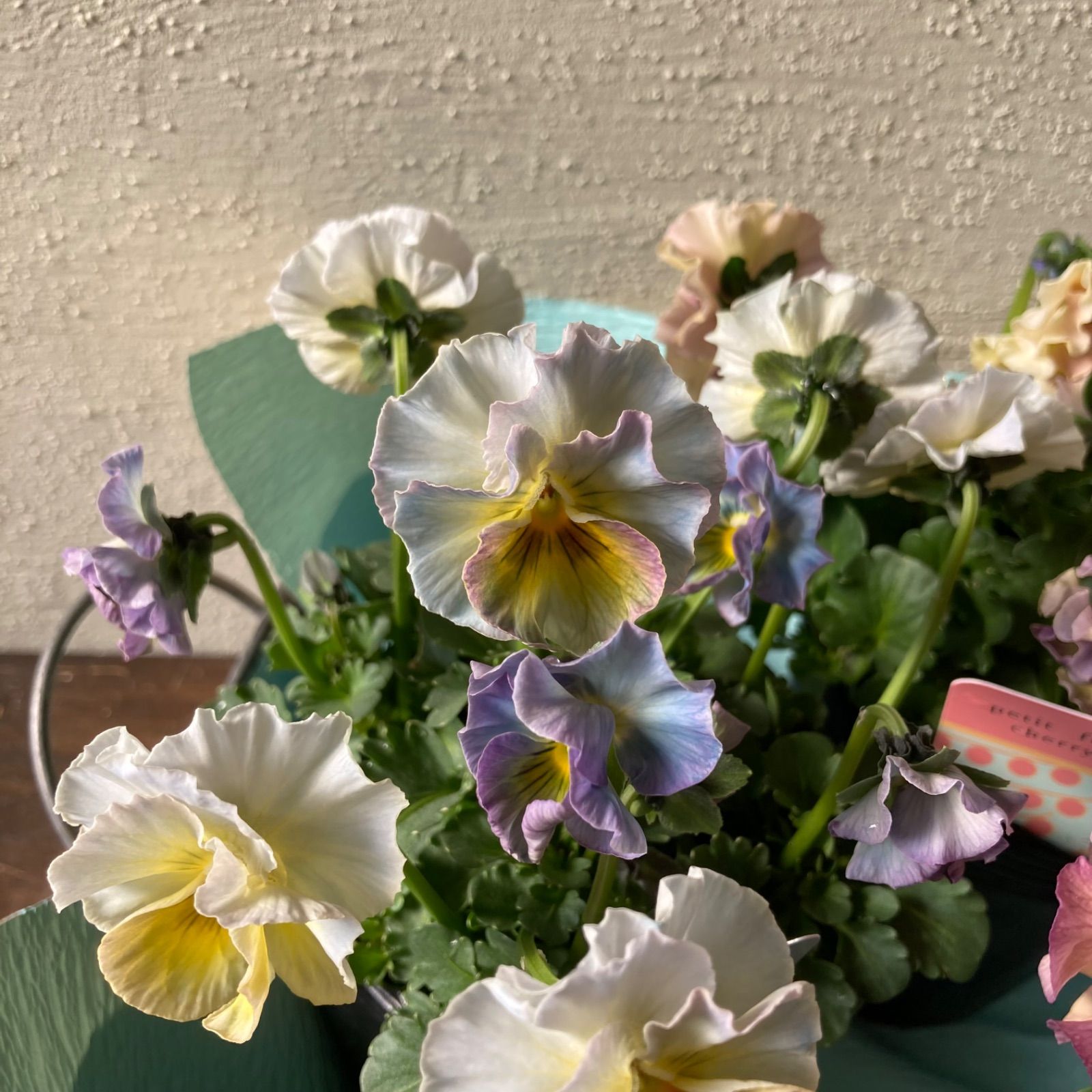 寄せ植えセット ゆゆ様 ご注文 プティフール ビオラ プティフール