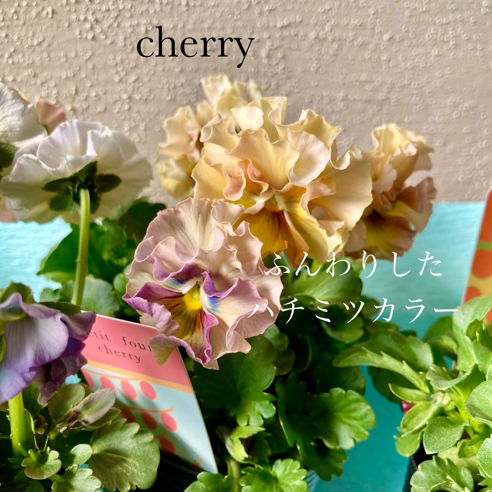 プティフール ビオラ 3種セット 送料込み 寄せ植え - メルカリ