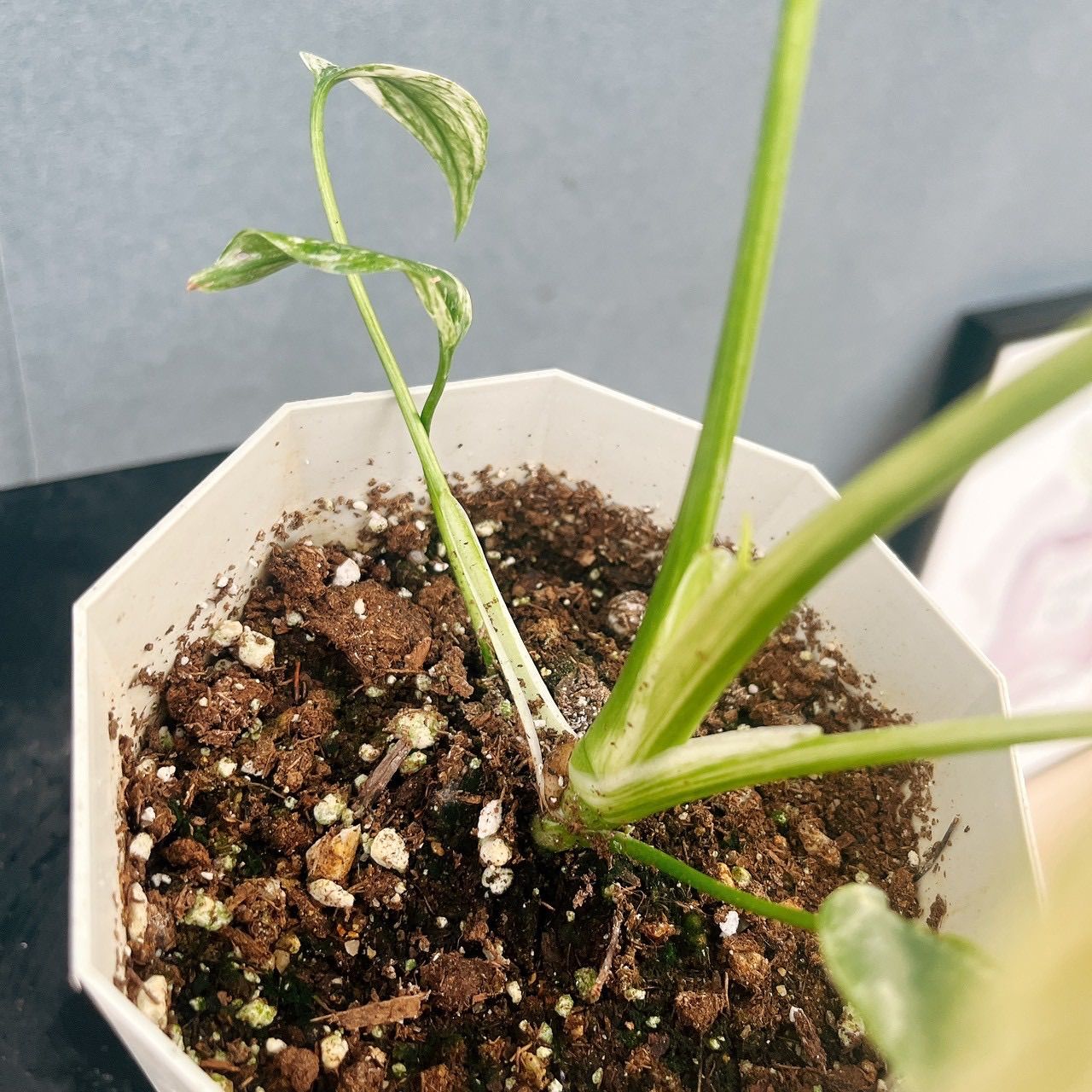 現品］【超レア】91番 モンステラ デリシオーサ ミント バリエゲイ