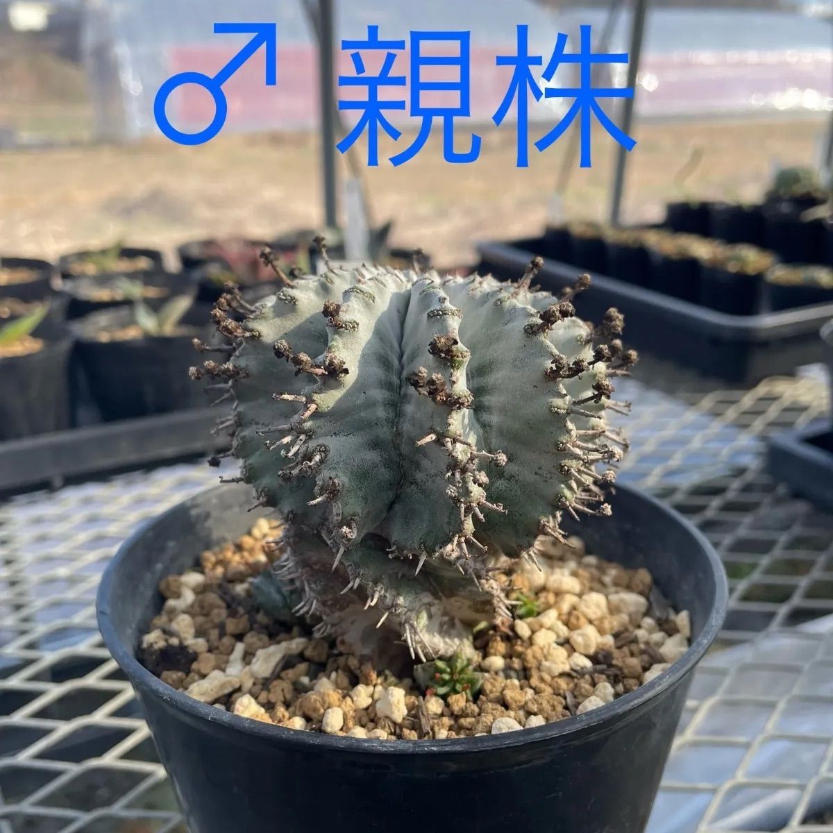 ユーフォルビア ホリダ子株 '雄雌ペア' Euphorbia horrida - メルカリ
