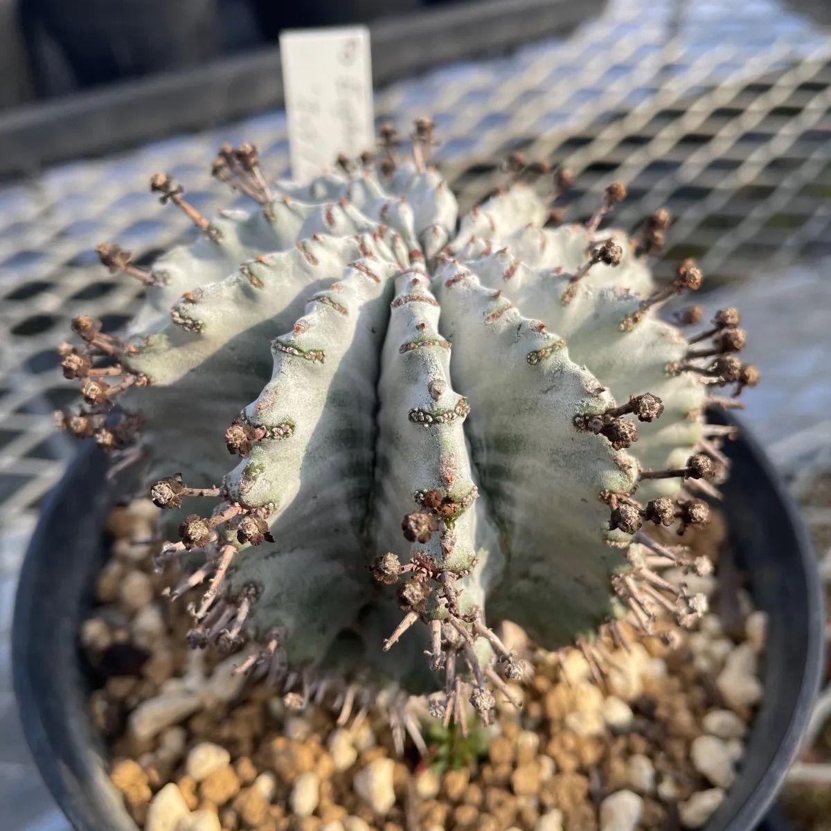 ユーフォルビア ホリダ メス親株 子株付き ユーフォルビア ホリダ子株 '雄雌ペア' Euphorbia horrida - メルカリ