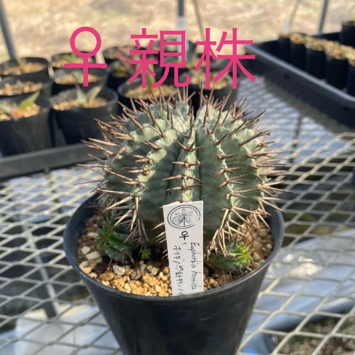 ユーフォルビア ホリダ メス親株 子株付き ユーフォルビア ホリダ子株 '雄雌ペア' Euphorbia horrida - メルカリ