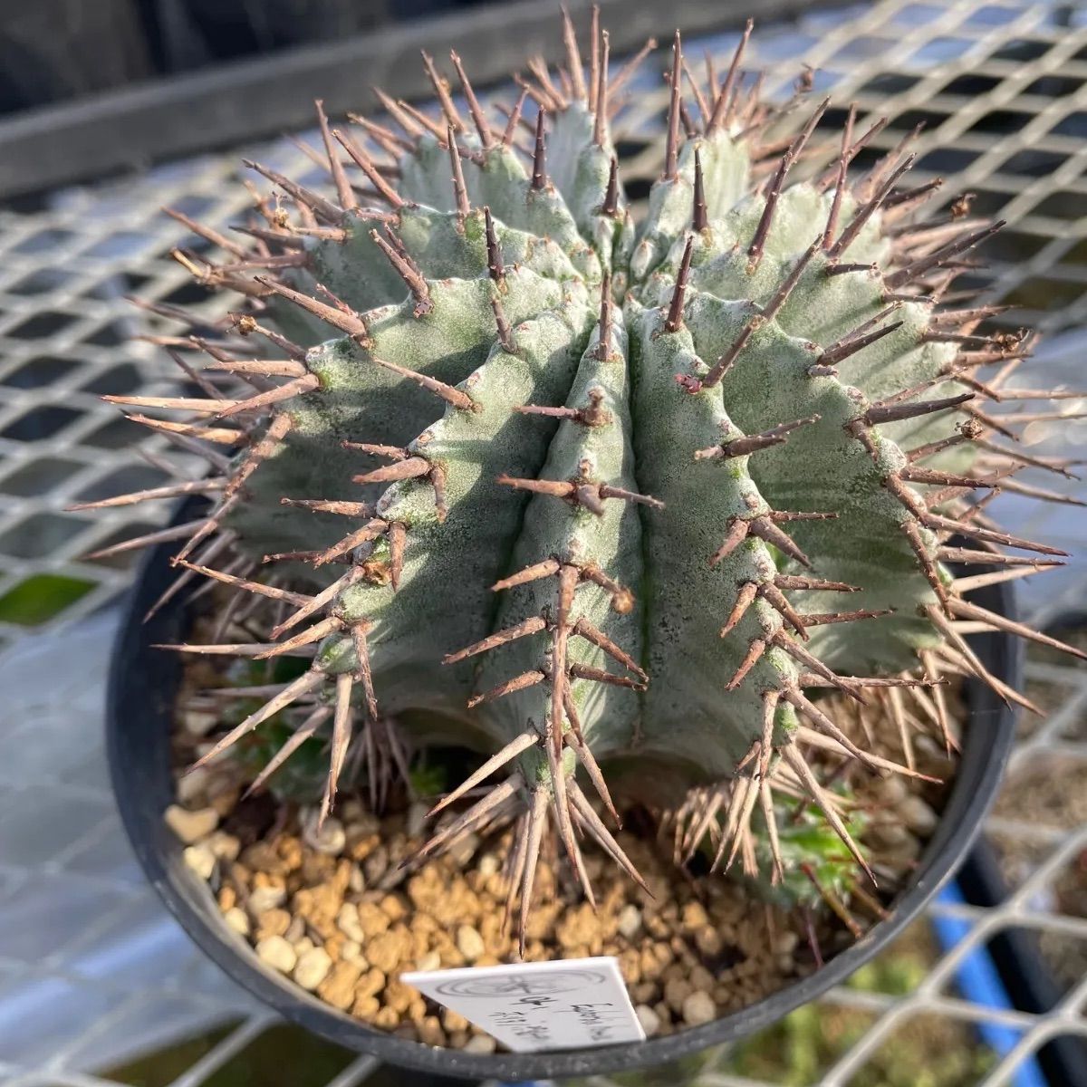 ユーフォルビア ホリダ メス親株 子株付き ユーフォルビア ホリダ子株 '雄雌ペア' Euphorbia horrida - メルカリ