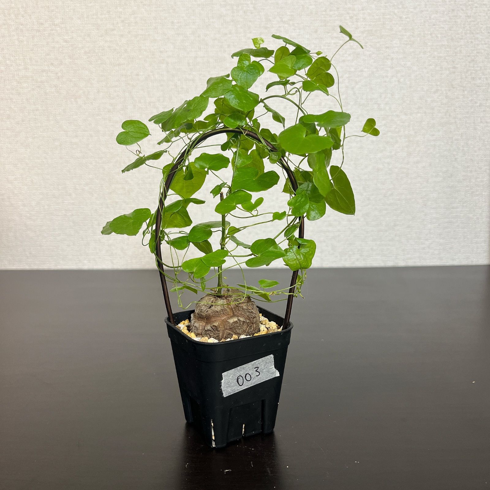 亀甲竜 ディオスコレア エレファンティペス 003 - メルカリ