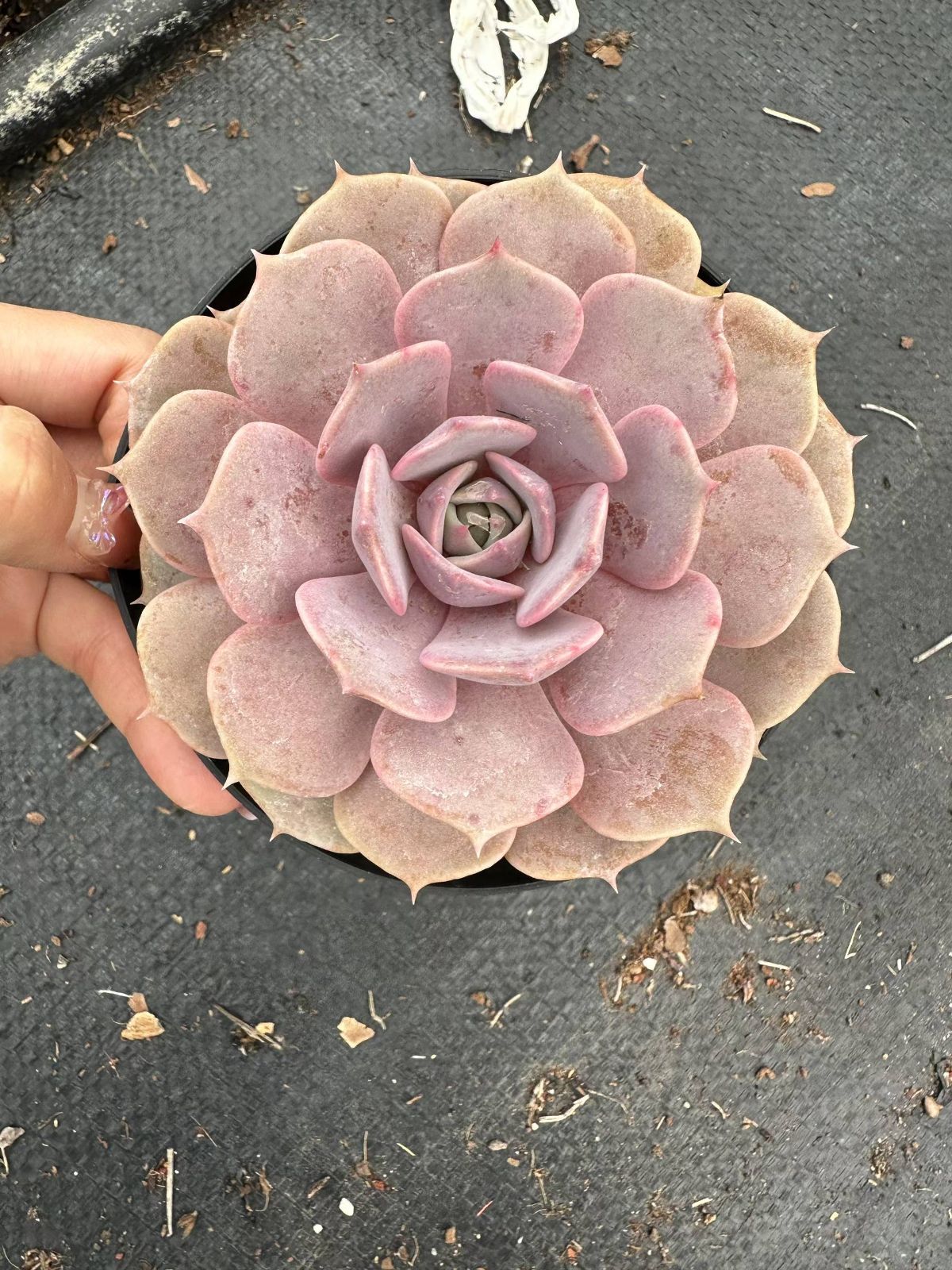 36株×ローラ単頭 多肉植物 エケベリア セダム アエオニウム 韓国苗 寄せ植え 詰め合わせ CQ 1901