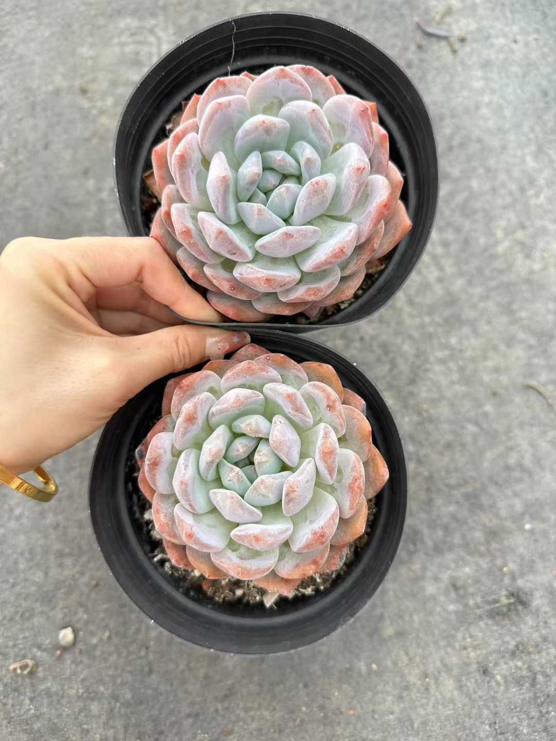 24株×オレンジ単頭 多肉植物 エケベリア セダム アエオニウム 韓国苗 寄せ植え 詰め合わせ CQ 1915