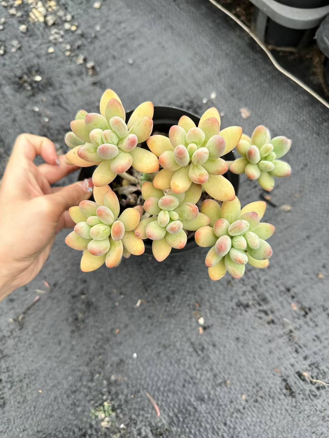 24株 アップル美人 多肉植物 エケベリア セダム アエオニウム 韓国苗 寄せ植え 詰め合わせ CQ 1916