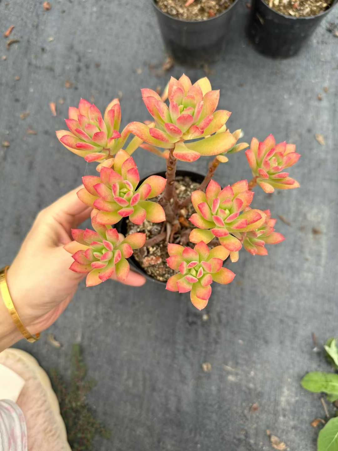 24株 アイスラブリーローズ 多肉植物 エケベリア セダム アエオニウム 韓国苗 寄せ植え 詰め合わせ CQ 1925