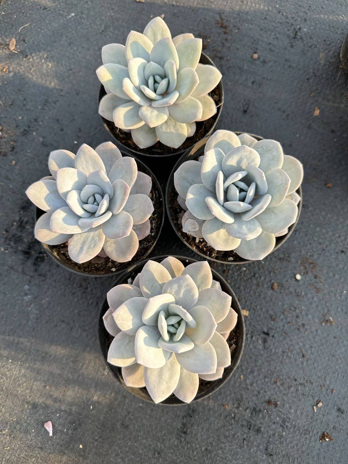 36株×白い蓮 多肉植物 エケベリア セダム アエオニウム 韓国苗 寄せ植え 詰め合わせ CQ 1904