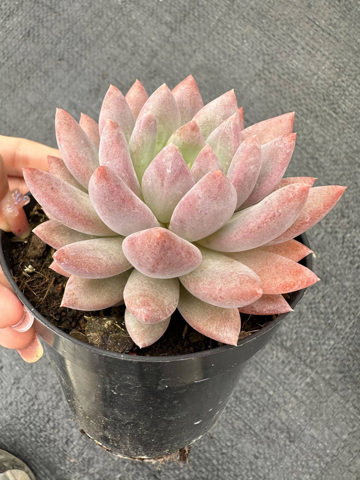 35株 キャンディエンジェル 多肉植物 エケベリア セダム アエオニウム 韓国苗 寄せ植え 詰め合わせ CQ 1902