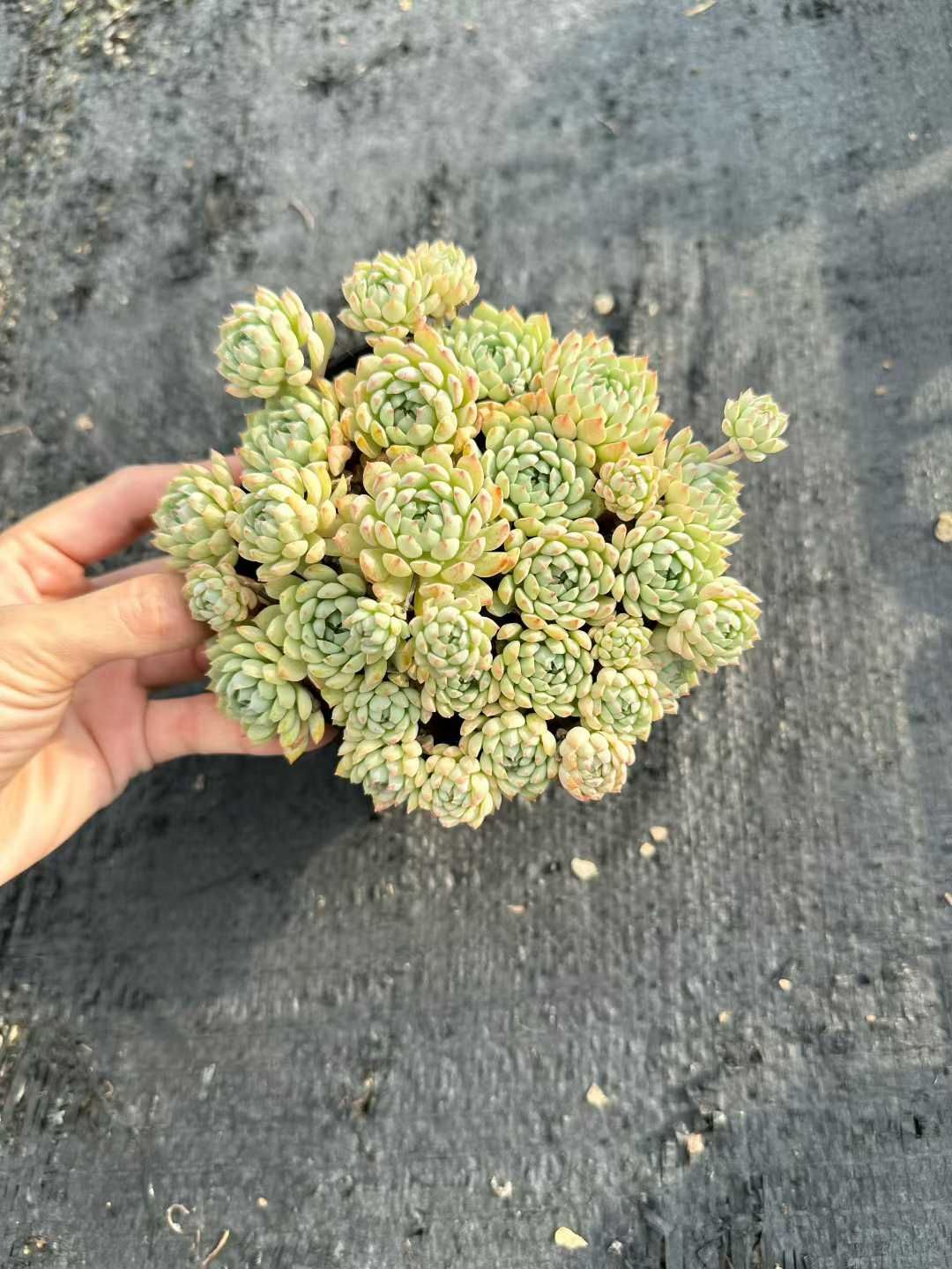 24株× 虹のキャンデー錦 単頭 多肉植物 エケベリア セダム アエオニウム 韓国苗 寄せ植え 詰め合わせ CQ 1922