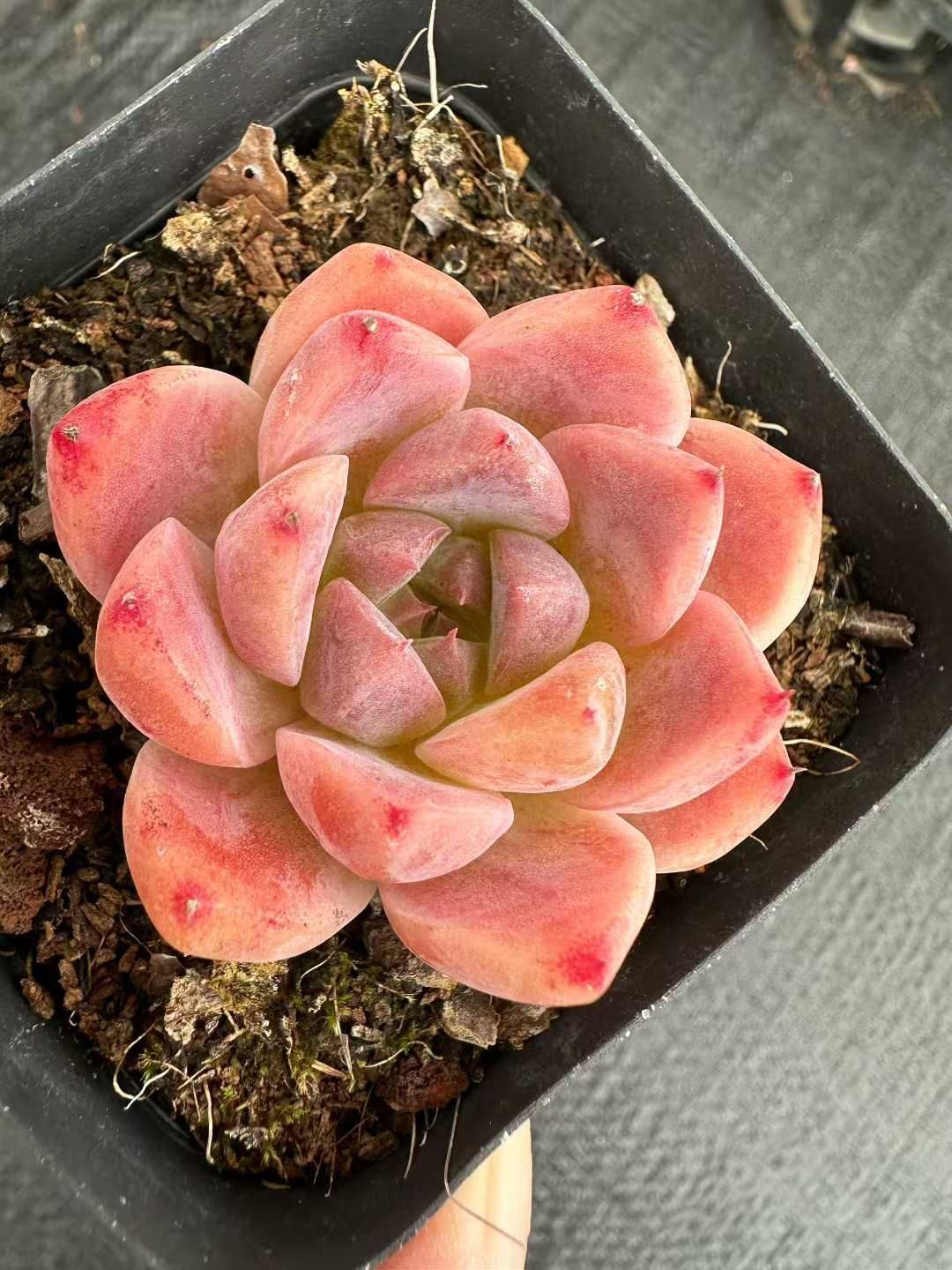 24株 ボールオブファット 多肉植物 エケベリア セダム アエオニウム 韓国苗 寄せ植え 詰め合わせ CQ 1923