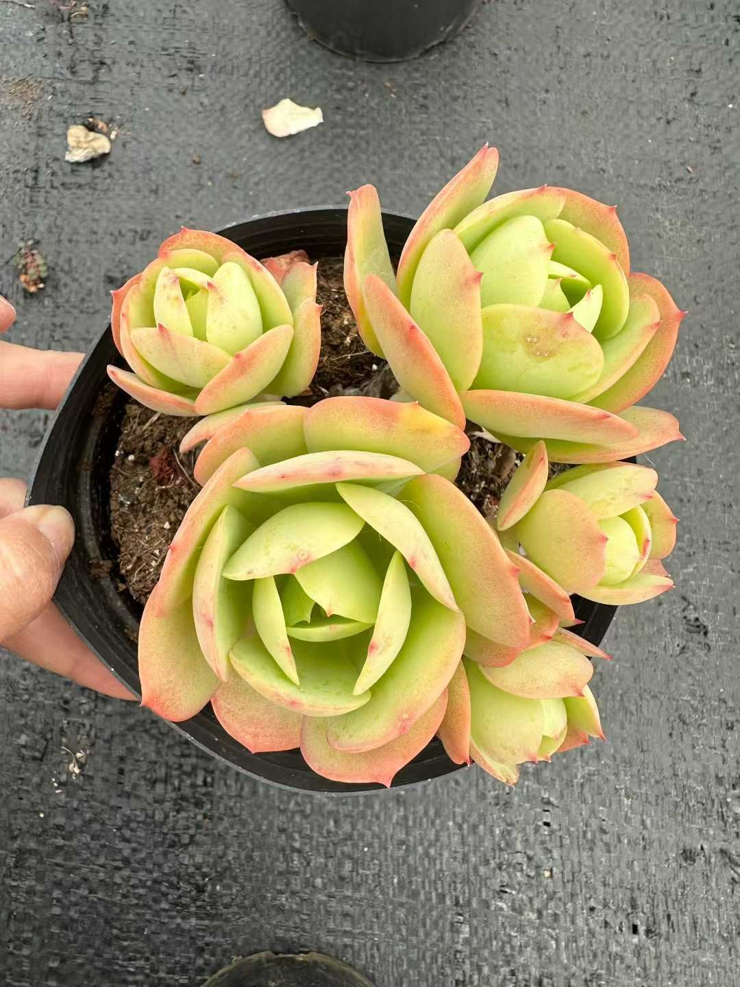 54株×ピンクドリーム 多肉植物 エケベリア セダム アエオニウム 韓国苗 寄せ植え 詰め合わせ CQ 1924