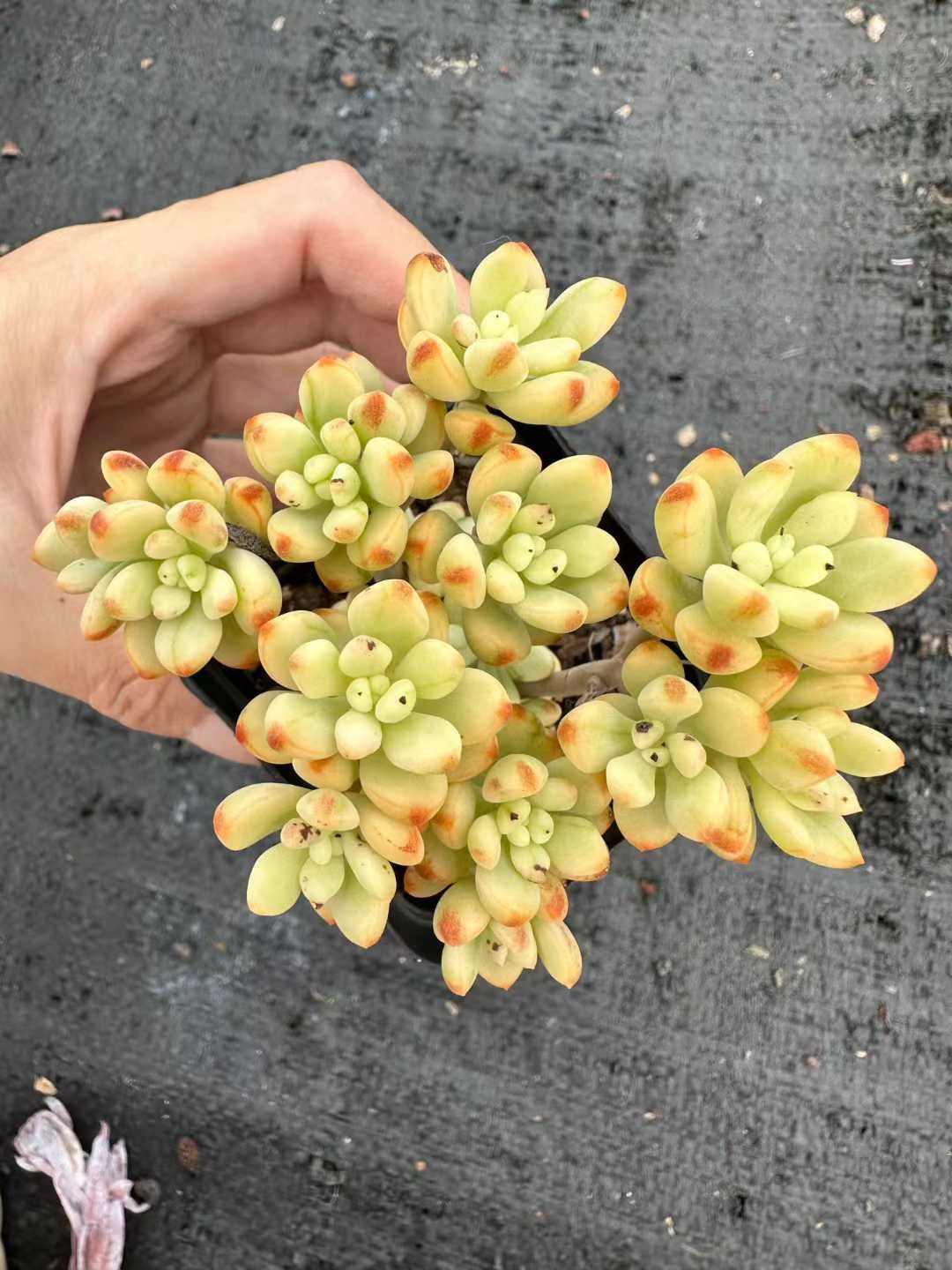 35株 イエローフラワー 多肉植物 エケベリア セダム アエオニウム 韓国苗 寄せ植え 詰め合わせ CQ 1926