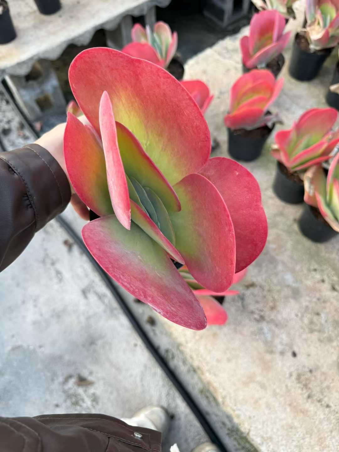 2024 サンセイ パチンコ機 オ−クス コメントにより割引あり サンセイ