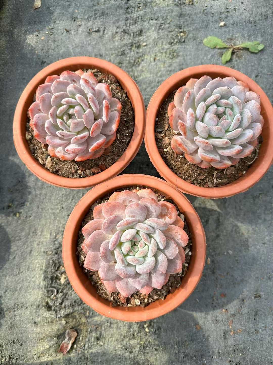 12株×オレンジ 多肉植物 エケベリア セダム アエオニウム 韓国苗 寄せ植え 詰め合わせ CQ 1955