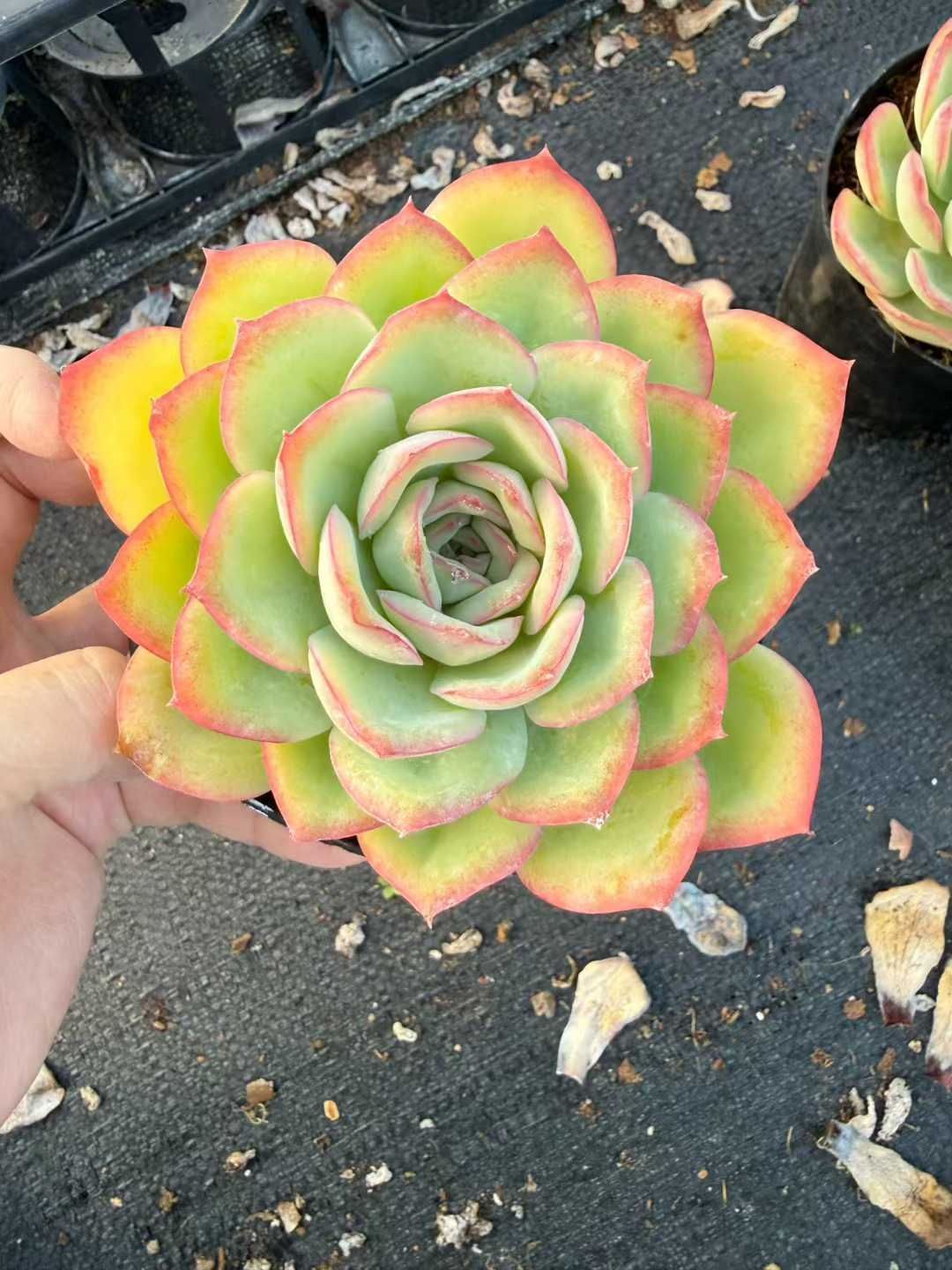 35株 アサツユ 多肉植物 エケベリア セダム アエオニウム 韓国苗 寄せ植え 詰め合わせ CQ 1961