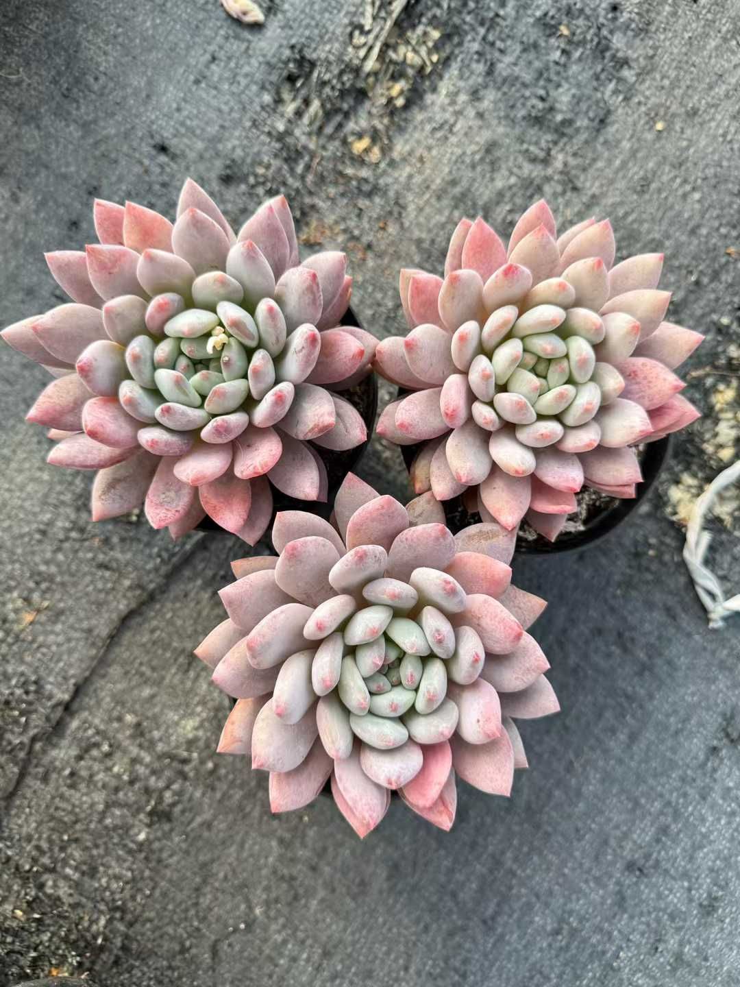 18株 ピンクソロモン単頭 多肉植物 エケベリア セダム アエオニウム 韓国苗 寄せ植え 詰め合わせ CQ 1967