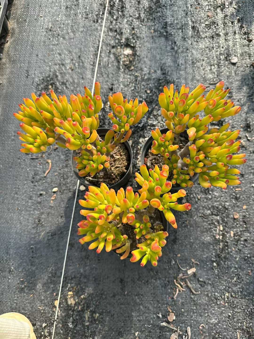 24株×ゴーラム 多肉植物 エケベリア セダム アエオニウム 韓国苗 寄せ植え 詰め合わせ CQ 1953