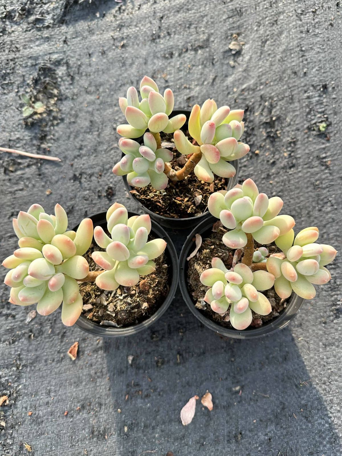 観葉植物 18株×三日月美人（みかづきびじん） 多肉植物 エケベリア