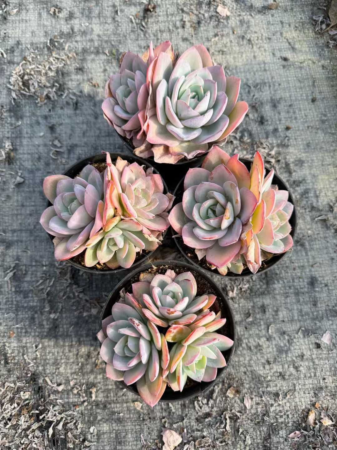 18株 ブリンクス ブルー多頭 多肉植物 エケベリア セダム アエオニウム 韓国苗 寄せ植え 詰め合わせ CQ 1966