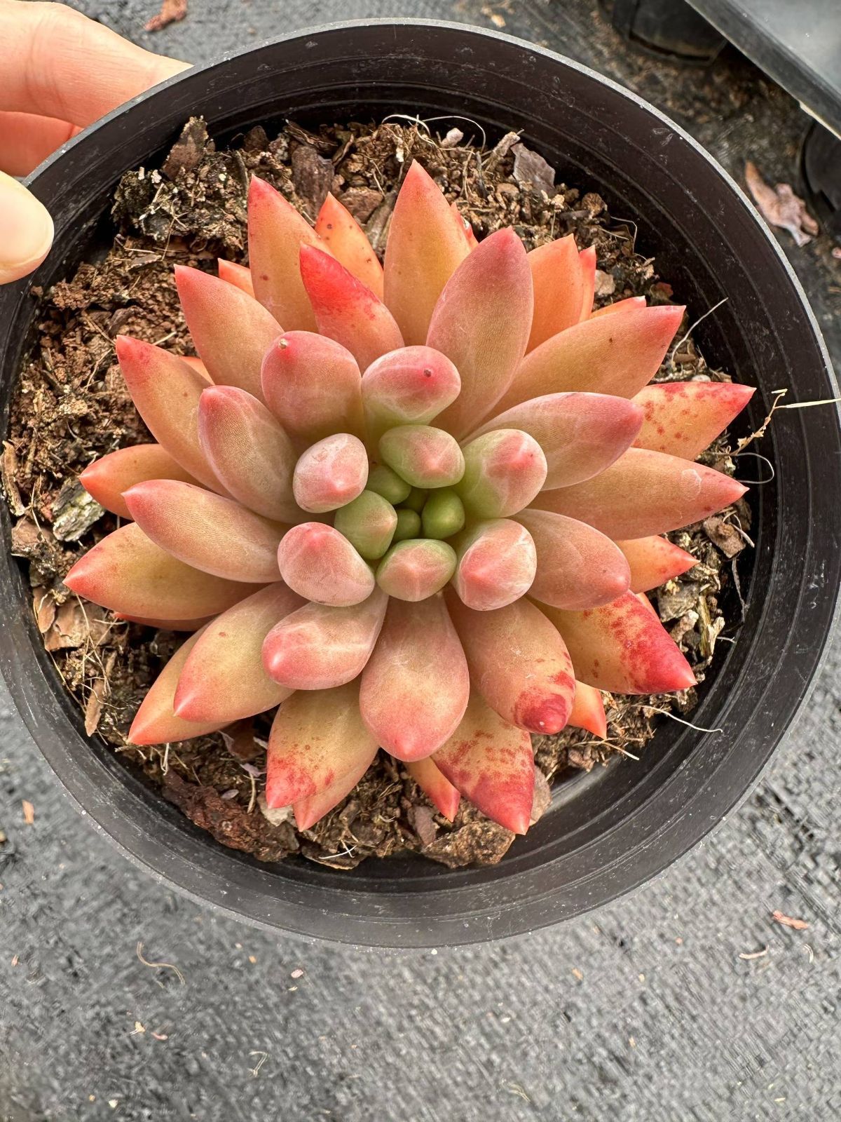 30株×赤とんぼ単頭 多肉植物 エケベリア セダム アエオニウム 韓国苗 寄せ植え 詰め合わせ CQ 1913